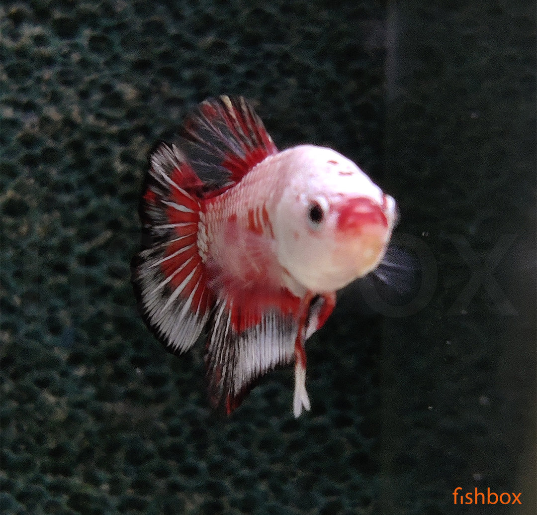 Betta splendens – siamska bojna ribica / Siamese Fighting Fish - PLAKAT