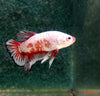 Betta splendens – siamska bojna ribica / Siamese Fighting Fish - PLAKAT