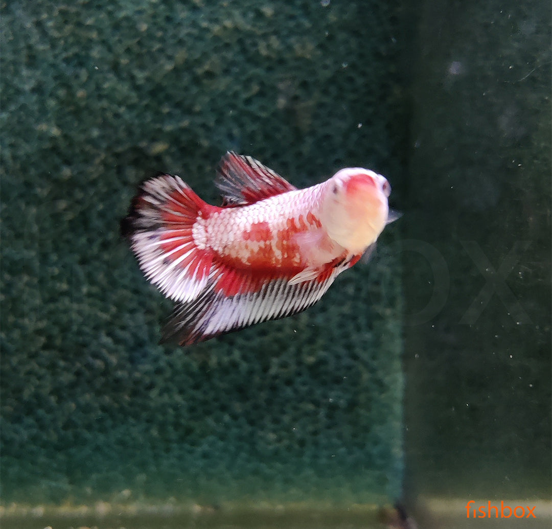 Betta splendens – siamska bojna ribica / Siamese Fighting Fish - PLAKAT