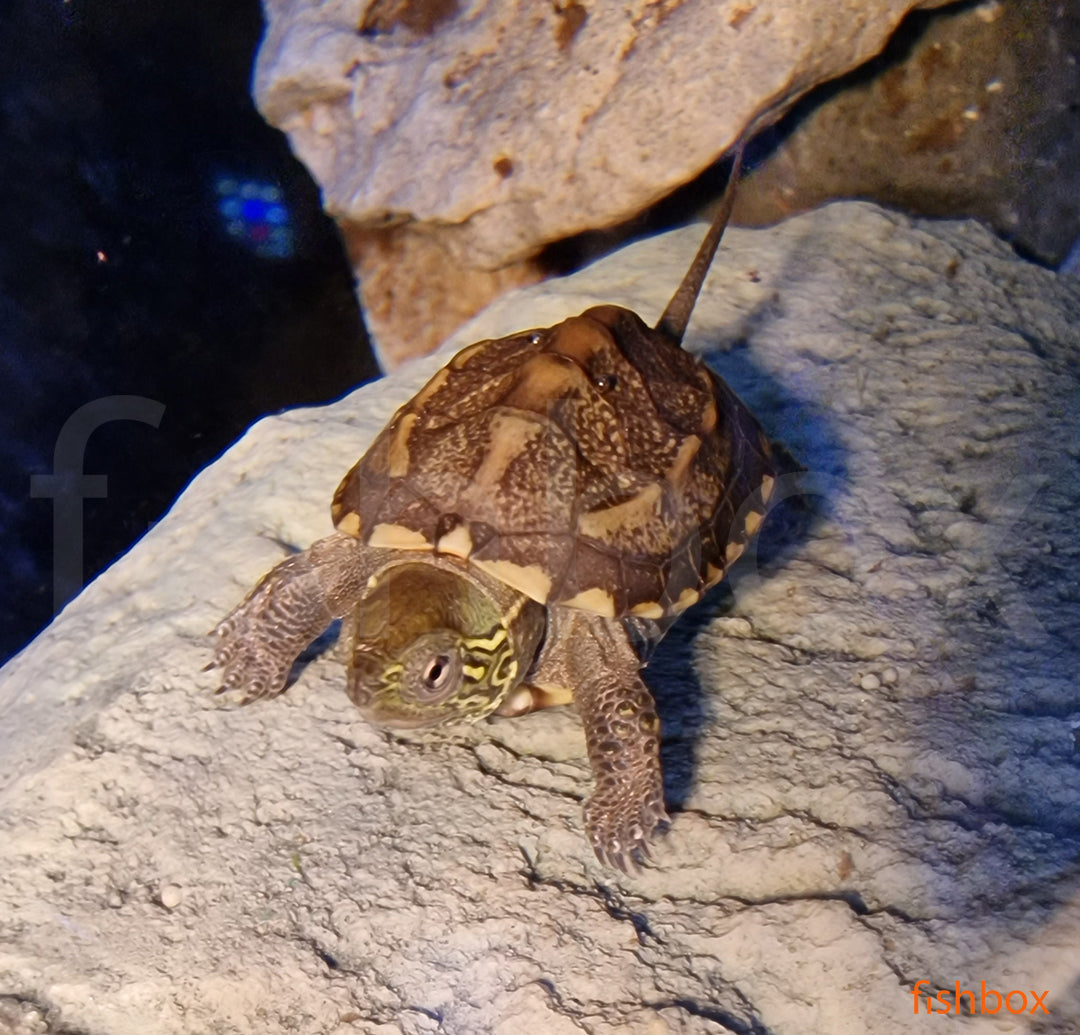 Mauremys reevesii / Chinese pond turtle - fishbox