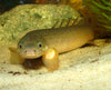 Polypterus senegalus senegalus / Senegal Bichir