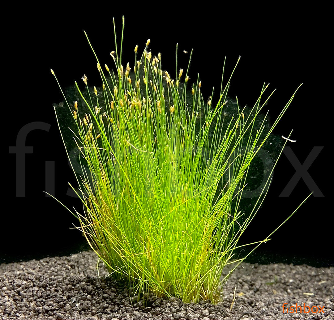 Eleocharis acicularis - fishbox