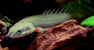 Polypterus senegalus senegalus / Senegal Bichir